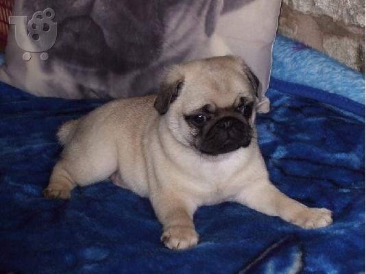 PoulaTo: qenush pug